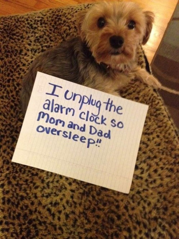 naughtiest dogs shaming