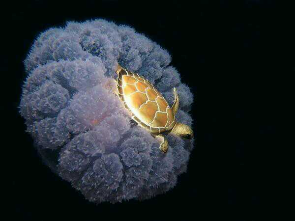 turtle riding a jelly fish