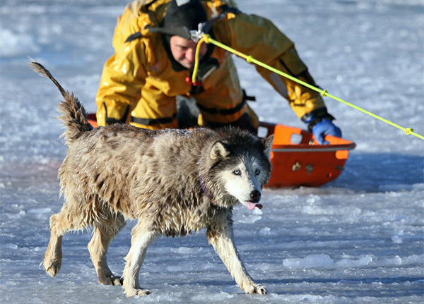 man saves husky from ice