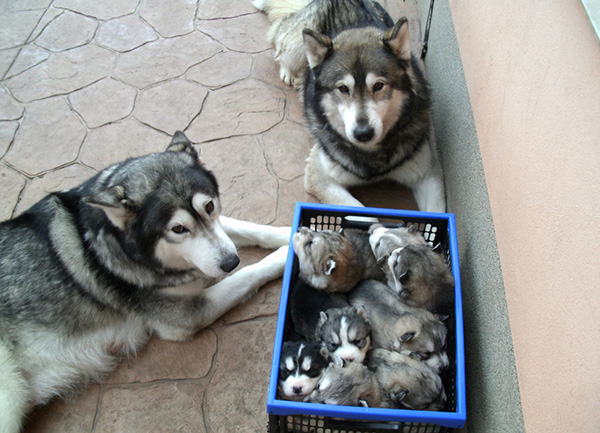 proud parents