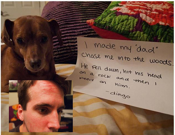 naughtiest dogs shaming