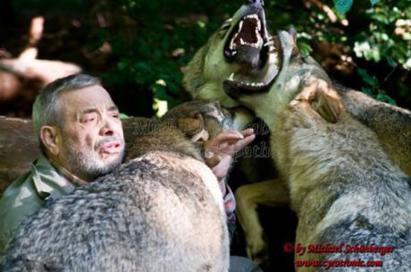 wolf love at first bite wolf love at first bite