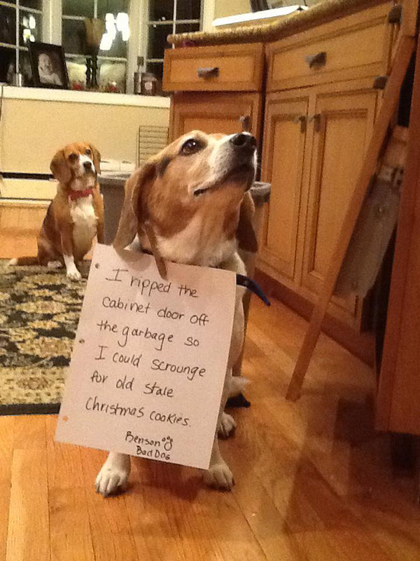 naughtiest dogs shaming