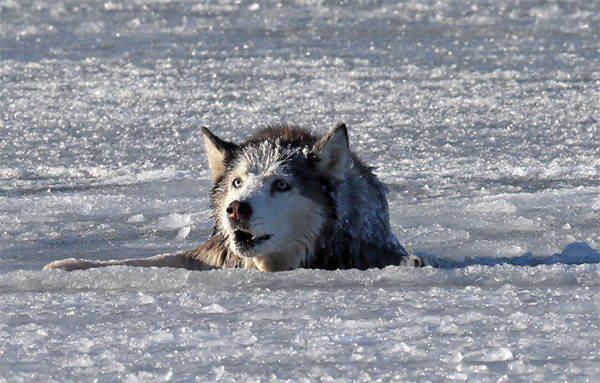 husky saved from ice