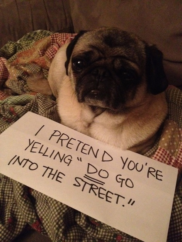 naughtiest dogs shaming