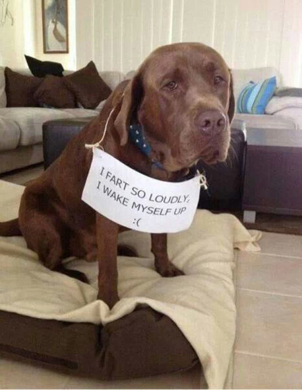 naughtiest dogs shaming