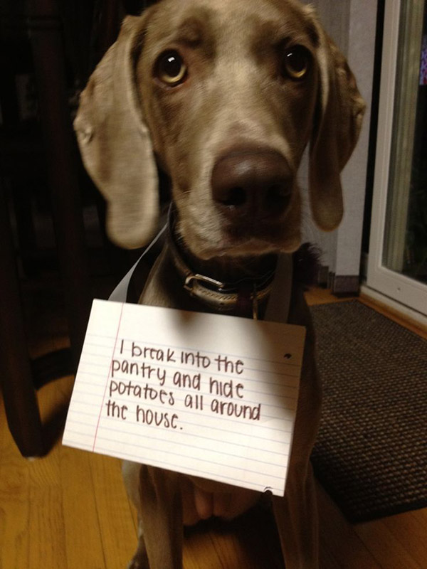 naughtiest dogs shaming