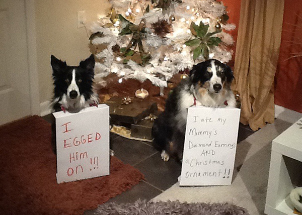 naughtiest dogs shaming