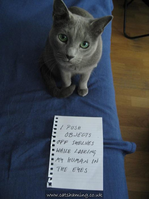 The 27 Naughtiest Cats In The World (Hilarious Cat Shaming Gallery)