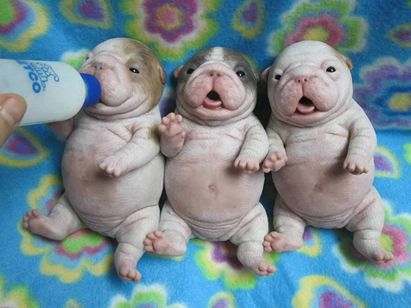 puppies fat bellies