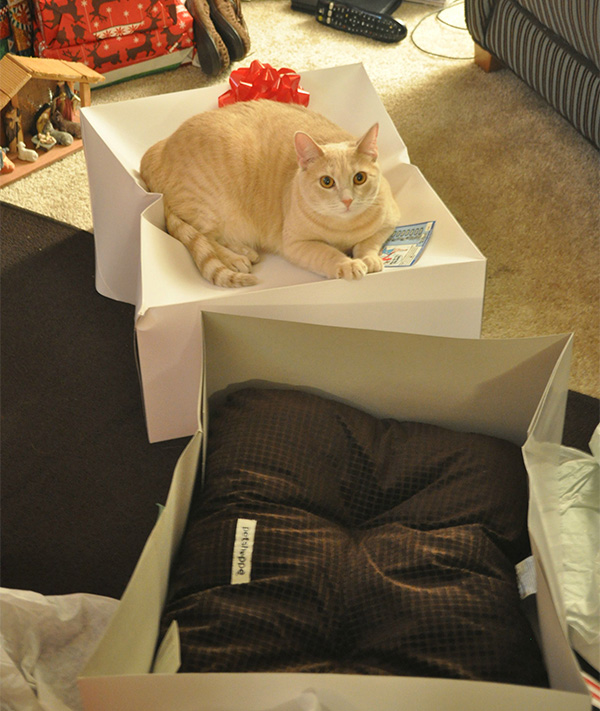 Bought the cat a new bed Funny Cat Pictures