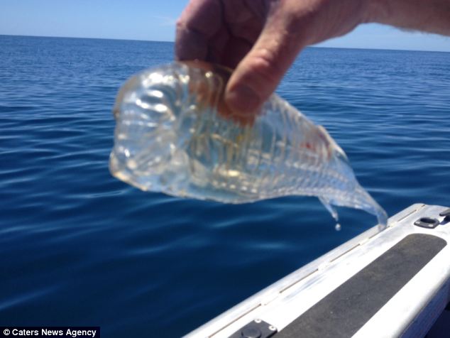 alien fish new zealand