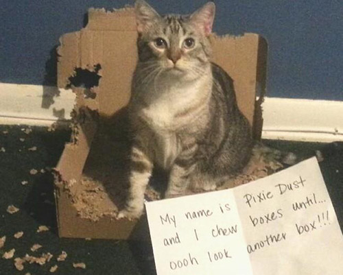 shame cats