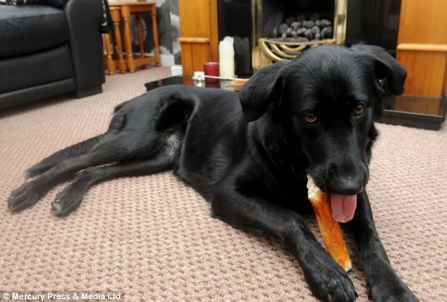 dog saves woman from choking