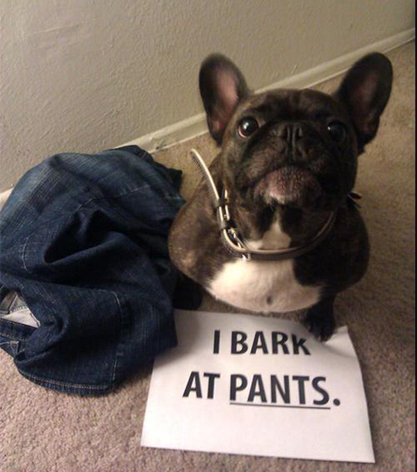 naughtiest dogs shaming