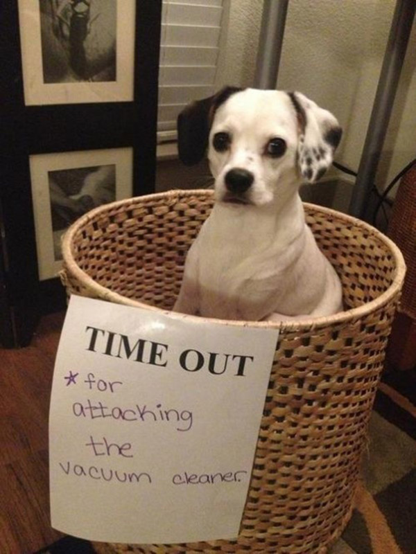 naughtiest dogs shaming