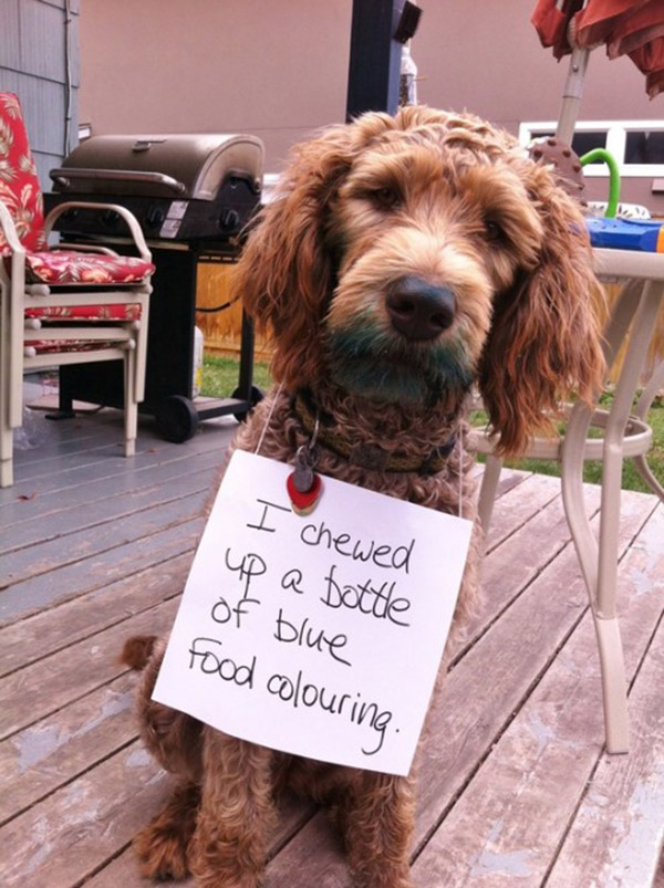 naughtiest dogs shaming