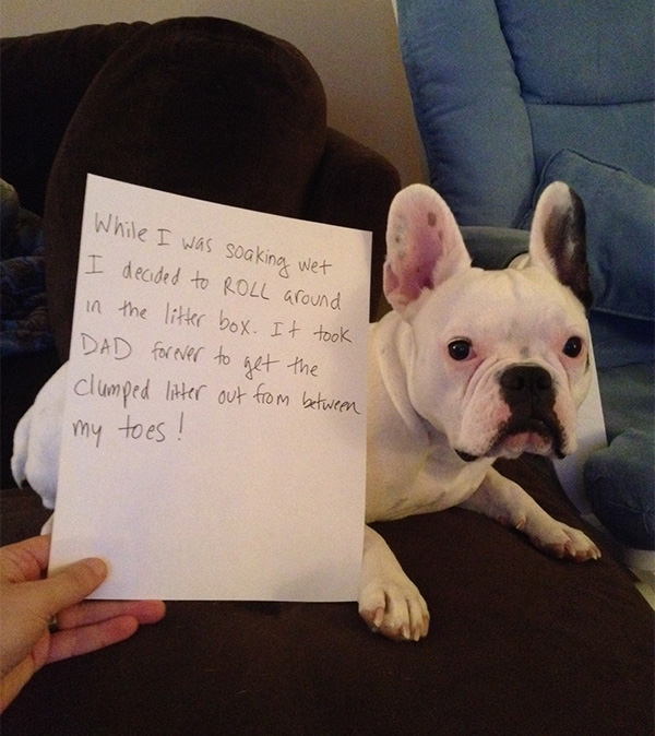 naughtiest dogs shaming