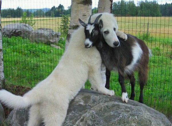 goat and dog hugging