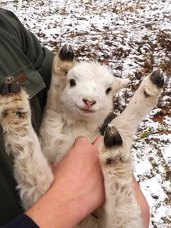 happy baby lamb