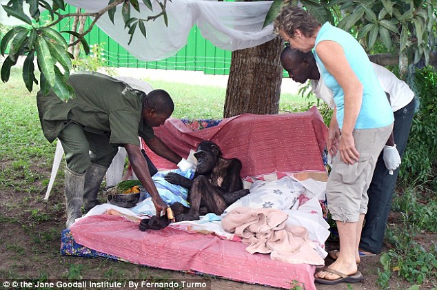 chimp thanks rescuer