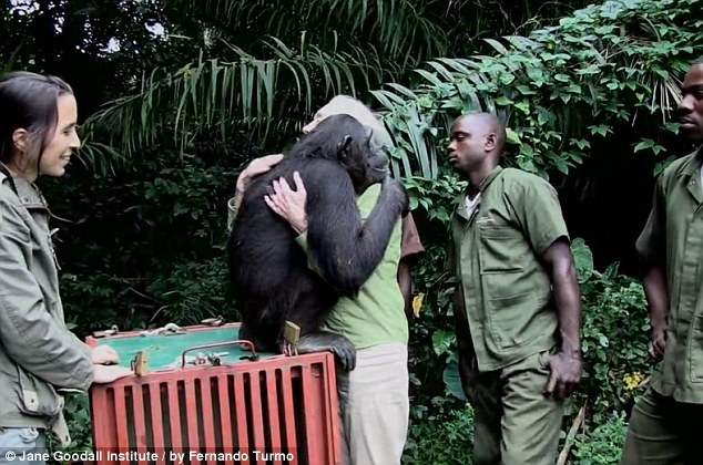 chimp thanks rescuer