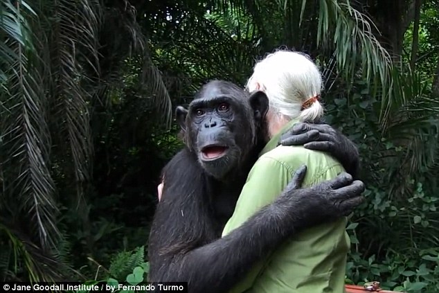 chimp thanks rescuer