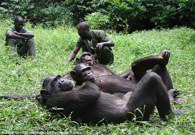 chimp thanks rescuer