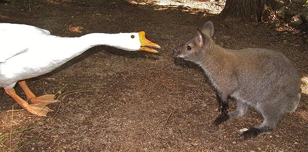 unlikely animal friendships