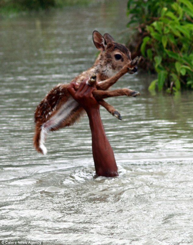 boy saves deer