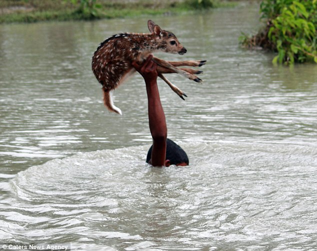 boy saves deer