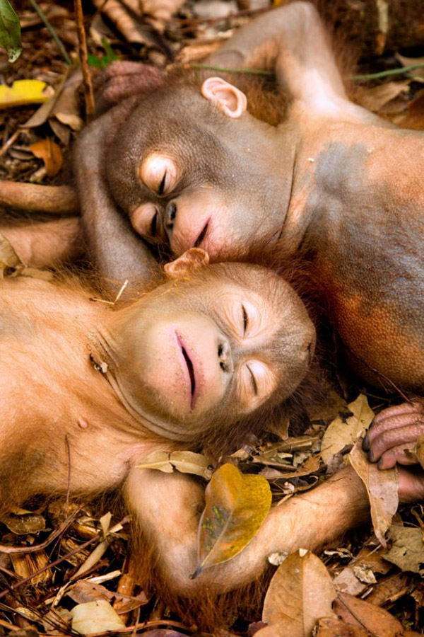  Baby  Orangutans Napping Adorable Sleeping  Baby  Orangutans