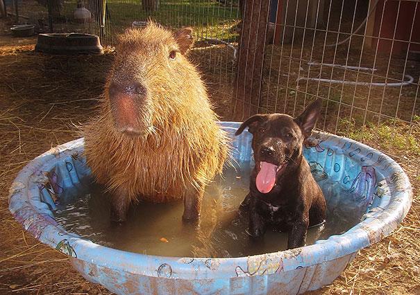 unlikely animal friendships