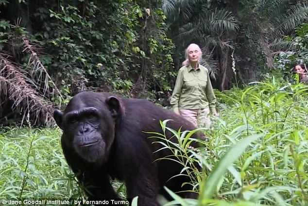 chimp thanks rescuer