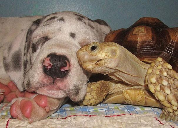 unlikely animal friendships