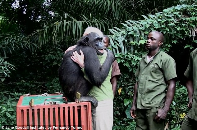 chimp thanks rescuer