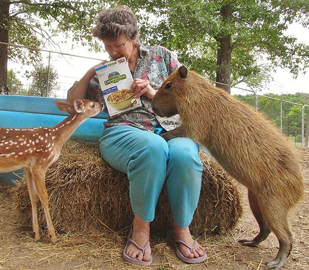 unlikely animal friendships