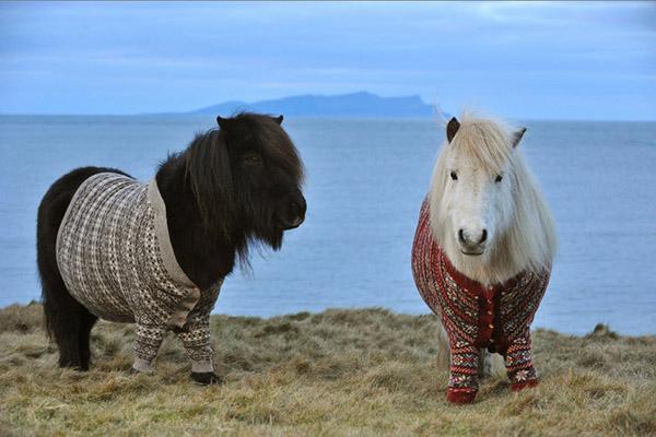 ponies in sweaters