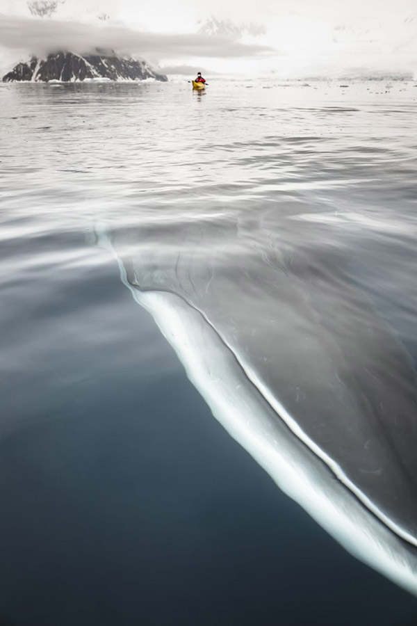 huge whale under kayak