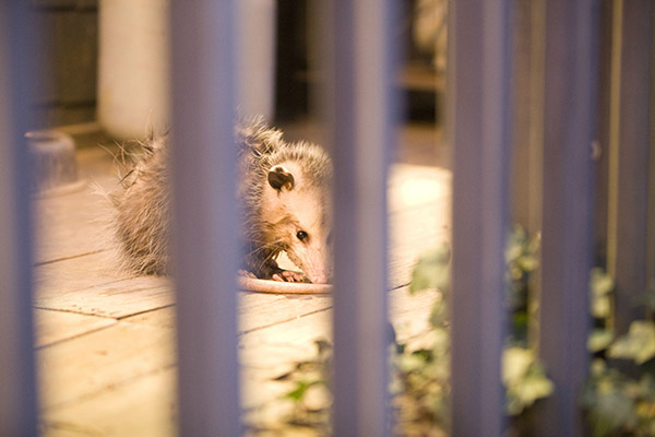 possum saved