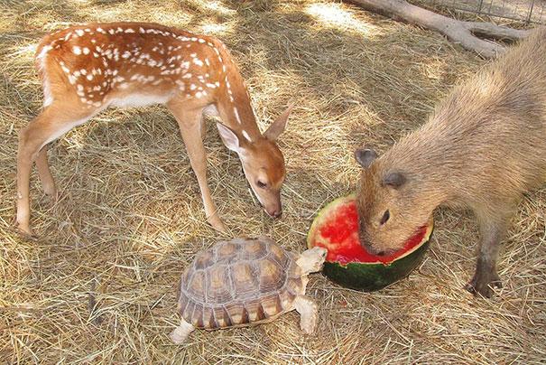 unlikely animal friendships