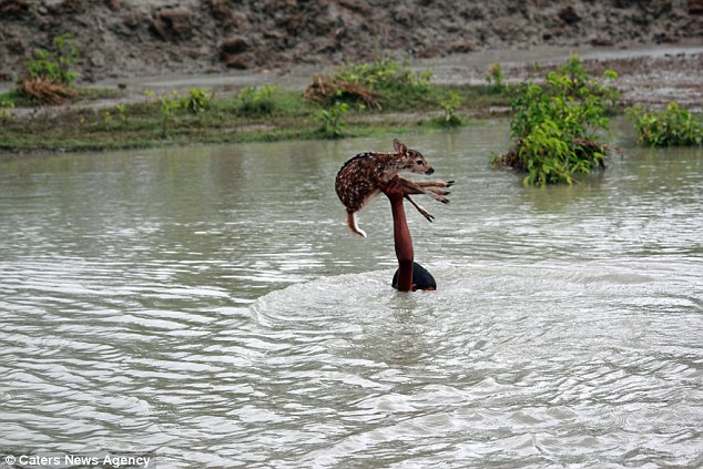 boy saves deer