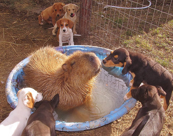 unlikely animal friendships