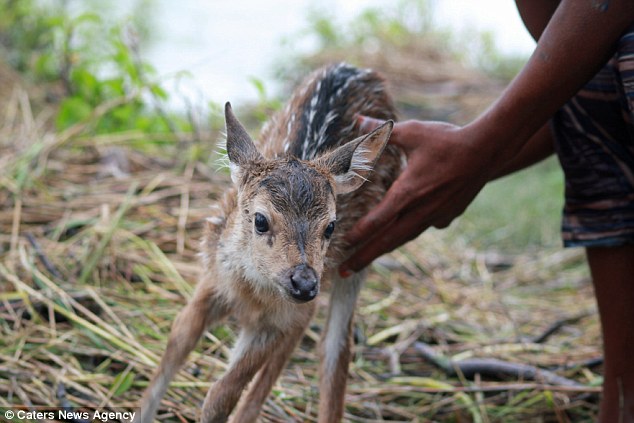 boy saves deer