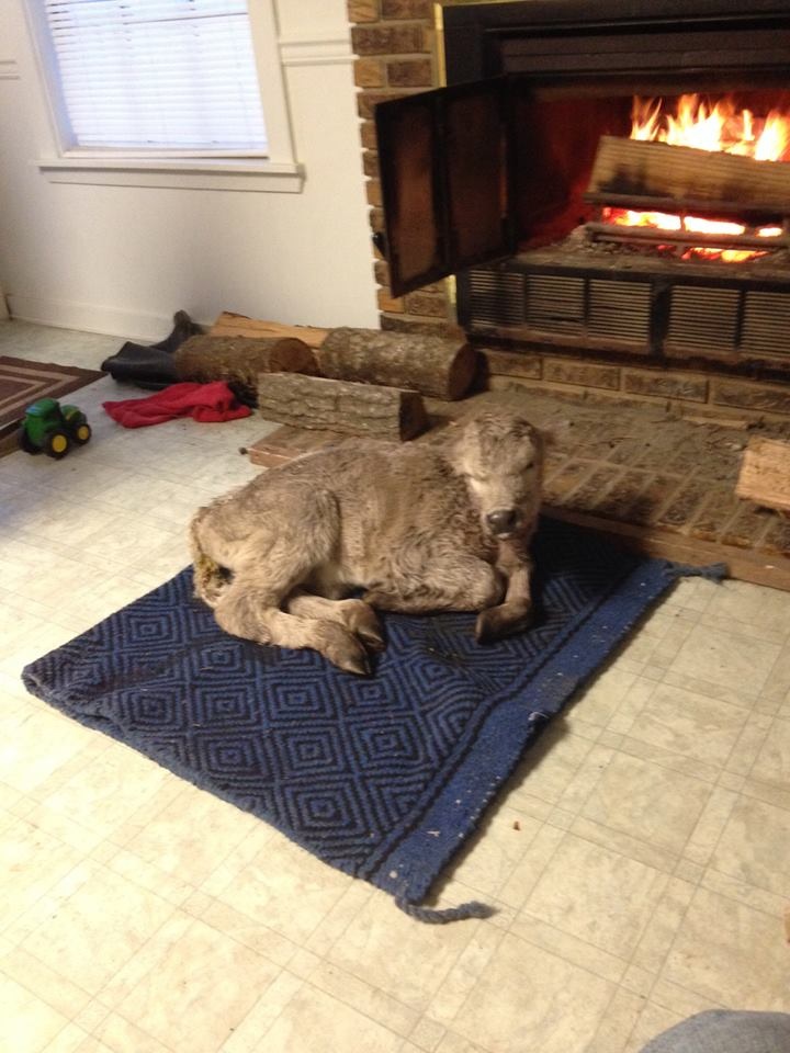 baby cow by the fireplace