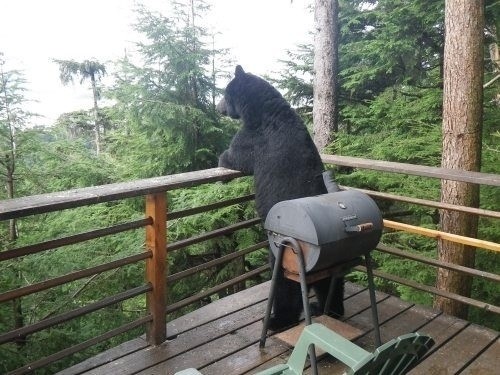 bear looking over deck