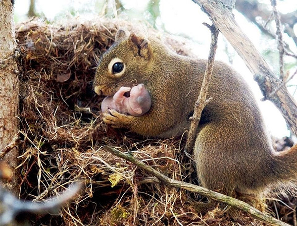 squirrel holding baby
