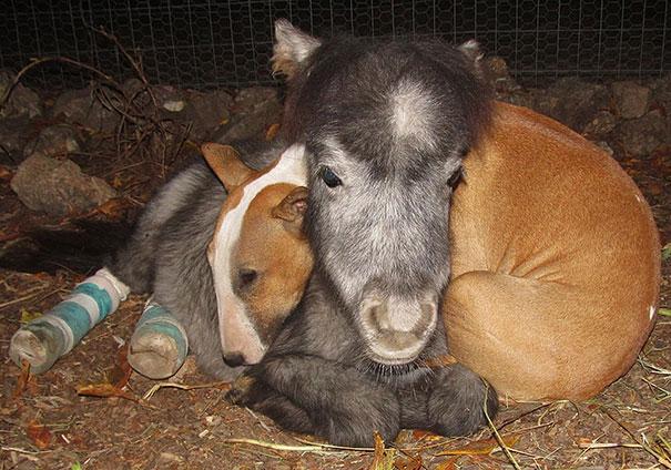 unlikely animal friendships