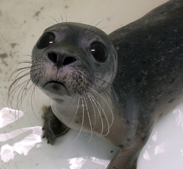 cute baby seal