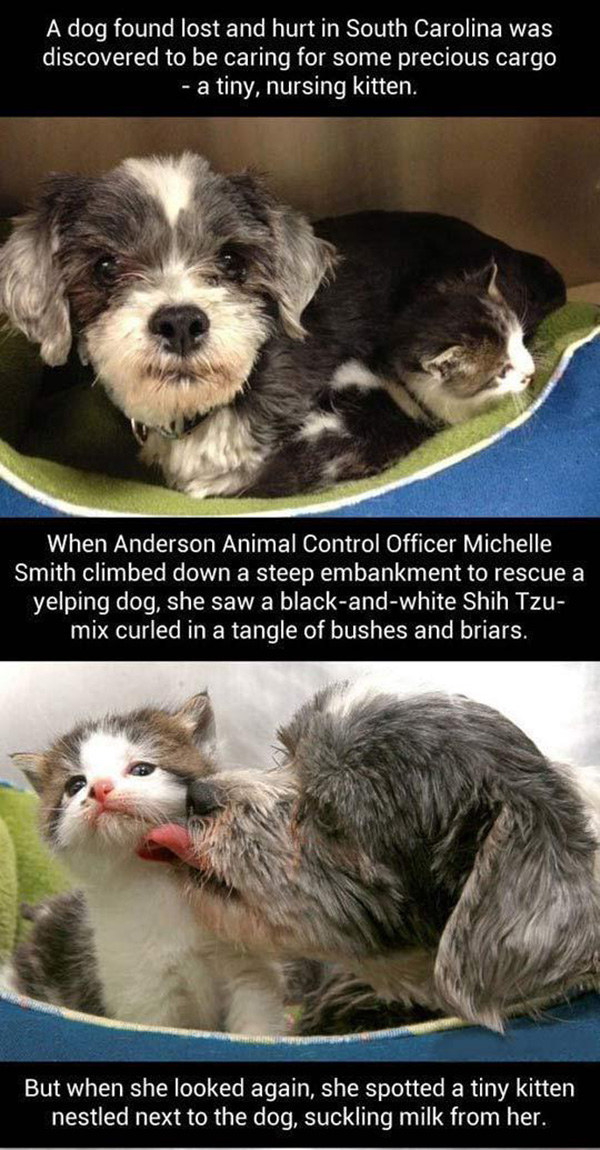 When This Lost And Injured Dog Was Found, Rescuers Had An Unexpected